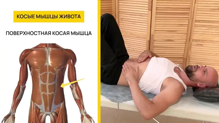 Косые мышцы живота💬